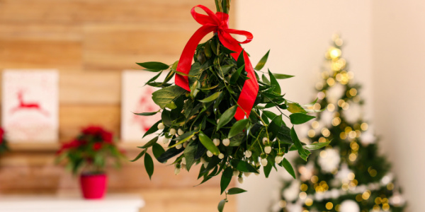 mistletoe bunch